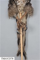 鳳頭蒼鷹藏品圖，第9張